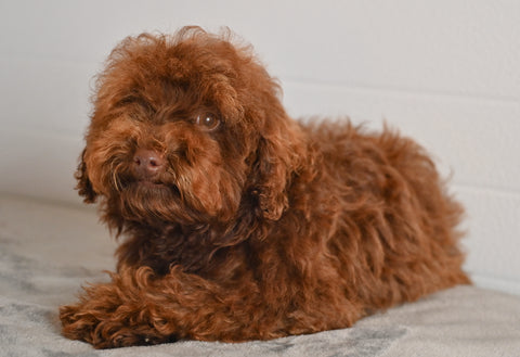 Toy Poodle For Sale Fresno OH Rhett