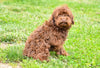 Toy Poodle For Sale Fresno OH Rhett