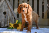 Cavapoo for Sale Millersburg OH-Rhett