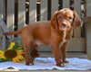 Cavapoo for Sale Millersburg OH-Rhett