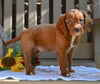 Cavapoo for Sale Millersburg OH-Rhett