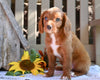 Cavapoo for Sale Millersburg OH-Rhett