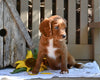 Cavapoo for Sale Millersburg OH-Rhett