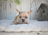 AKC French Bulldog For Sale Baltic OH Rocky