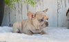 AKC French Bulldog For Sale Baltic OH Rocky