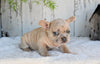 AKC French Bulldog For Sale Baltic OH Rocky