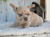 AKC French Bulldog For Sale Baltic OH Rocky