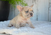 AKC French Bulldog For Sale Baltic OH Rocky