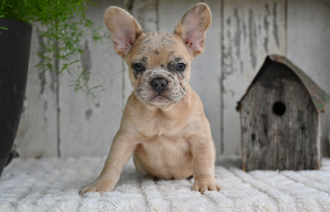 AKC French Bulldog For Sale Baltic OH Rocky