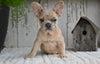 AKC French Bulldog For Sale Baltic OH Rocky