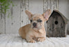 AKC French Bulldog For Sale Baltic OH Rocky