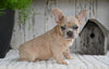 AKC French Bulldog For Sale Baltic OH Rocky