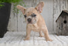 AKC French Bulldog For Sale Baltic OH Rocky