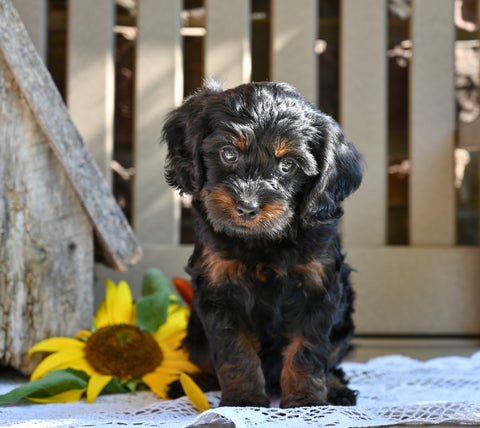 Cavapoo Puppy For Sale Millersburg OH-Ronnie