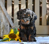 Cavapoo Puppy For Sale Millersburg OH-Ronnie