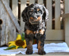 Cavapoo Puppy For Sale Millersburg OH-Ronnie