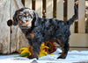Cavapoo Puppy For Sale Millersburg OH-Ronnie