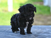 Toy Poodle For Sale Millersburg OH Roscoe