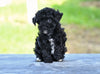 Toy Poodle For Sale Millersburg OH Roscoe