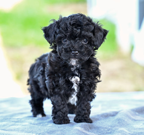 Toy Poodle For Sale Millersburg OH Roscoe