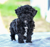Toy Poodle For Sale Millersburg OH Roscoe