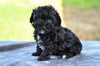 Toy Poodle For Sale Millersburg OH Roscoe