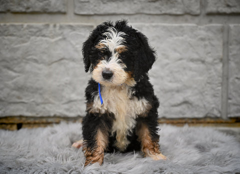 Bernedoodle For Sale Sugarcreek OH-Rosy