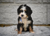 Bernedoodle For Sale Sugarcreek OH-Rosy