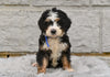 Bernedoodle For Sale Sugarcreek OH-Rosy