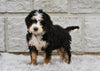 Bernedoodle For Sale Sugarcreek OH-Rosy