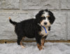 Bernedoodle For Sale Sugarcreek OH-Rosy