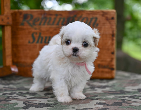 Shih Tzu For Sale Fredericksburg OH-Rover