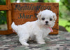 Shih Tzu For Sale Fredericksburg OH-Rover