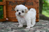Shih Tzu For Sale Fredericksburg OH-Rover