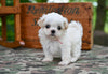 Shih Tzu For Sale Fredericksburg OH-Rover