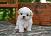 Shih Tzu For Sale Fredericksburg OH-Rover