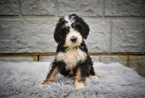 Bernedoodle For Sale Sugarcreek OH-Roxy
