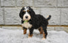 Bernedoodle For Sale Sugarcreek OH-Roxy