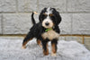 Bernedoodle For Sale Sugarcreek OH-Roxy