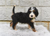 Bernedoodle For Sale Sugarcreek OH-Roxy