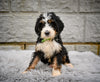 Bernedoodle For Sale Sugarcreek OH-Roxy