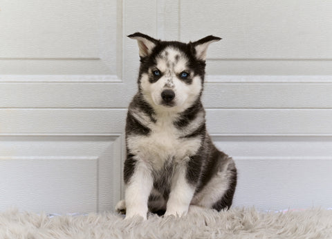 German Shepherd-Siberian Husky For Sale Holmesville OH Rusty