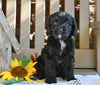 Cavapoo Puppy For Sale Millersburg OH-Ruthie