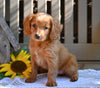 Cavapoo For Sale Millersburg OH Ryan