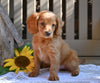 Cavapoo For Sale Millersburg OH Ryan
