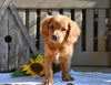 Cavapoo For Sale Millersburg OH Ryan