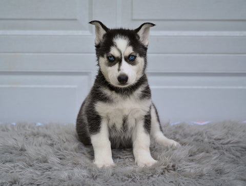 German Shepherd-Siberian Husky For Sale Holmesville OH Sandy