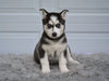 German Shepherd-Siberian Husky For Sale Holmesville OH Sandy