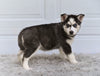 German Shepherd-Siberian Husky For Sale Holmesville OH Sandy