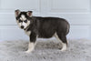 German Shepherd-Siberian Husky For Sale Holmesville OH Sandy